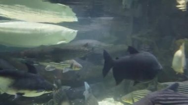 Mavi Renkli Su altı Ortamı