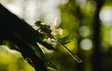 Bir yusufçuk bir yaprağa tünemiştir. Yusufçuk doğal bir ortamda bir yaprağın üzerinde dinlenirken, resmin huzurlu ve huzurlu bir havası vardır.