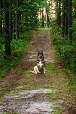 Bir köpek ormanda kirli bir yolda oturuyor. Köpek kameraya bakıyor.