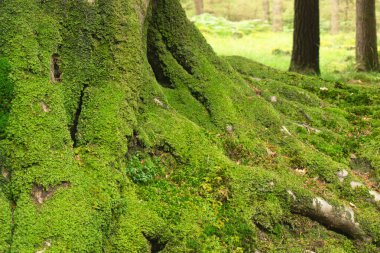 Yeşil yosunla kaplı bir ağaç kökü. Ağaç gövdesinde ve dallarda yosun yetişiyor. Görüntü huzurlu ve rahatlatıcı bir ruh haline sahip.