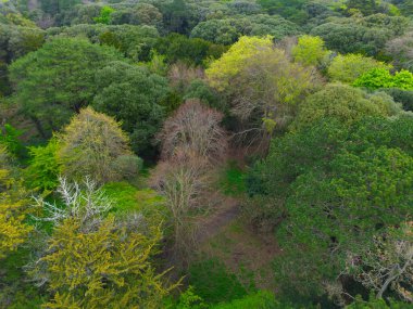 Yukarıdan aşağıya doğru çekilen bir görüntü, yeşil yaprakların çeşitli gölgeleri ve kahverengi dalların bazı ipuçlarına sahip bir ormanın gür ve yoğun gölgesini yakalar..