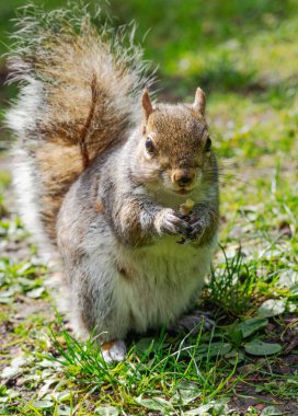Bir sincap tarlada fıstık yiyor. Sincap doğal ortamının tadını çıkarırken, sükunet ve huzur kavramı