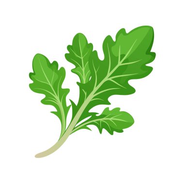 Maydanoz vektör çizimi, izole nesne