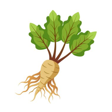 Yeşil yapraklı ve köklü taze kök
