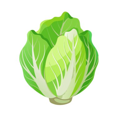 Yeşil lahananın vektör çizimi