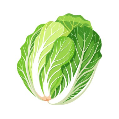 lahana vektör illüstrasyonu, düz biçim