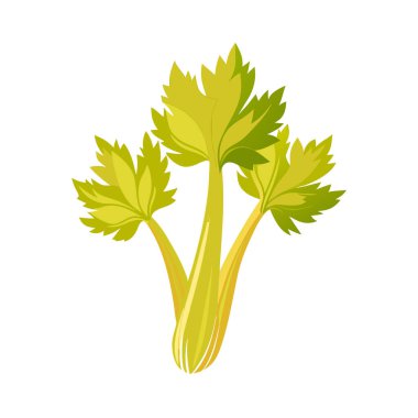Taze yeşil maydanoz sebze vektörü