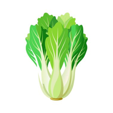 yeşil lahana sebze çizimi beyaz arkaplanda izole edildi
