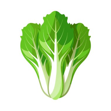 Beyaz arkaplanda yeşil lahana simgesinin vektör çizimi