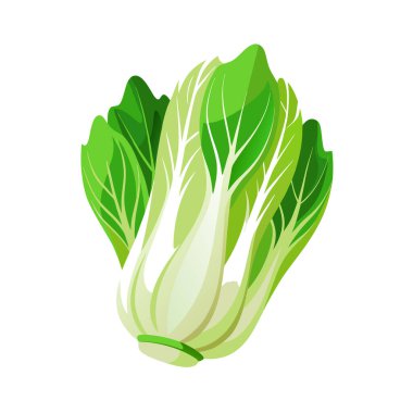 Vektör çizimi. Beyaz arka planda taze sebze lahanası.