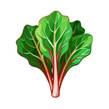 Yeşil saplı kırmızı lahana yaprağı. vektör illüstrasyonu.