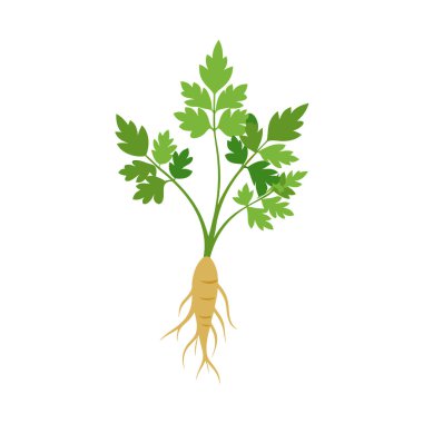 Yeşil maydanoz bitkisinin vektör çizimi