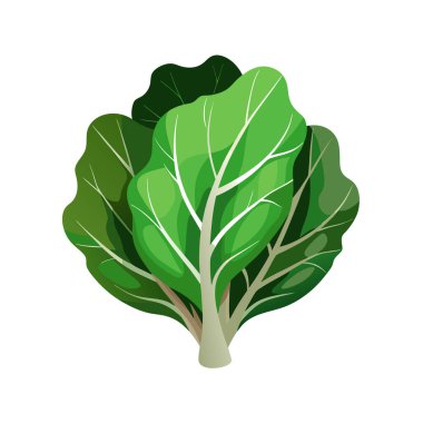 Yaprak şeklinde taze yeşil brokoli.