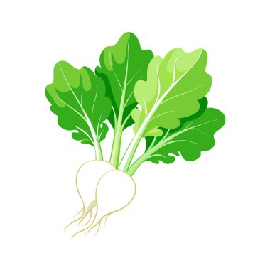 Yeşil yapraklı yeşil turp vektör çizimi