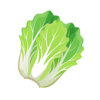 Yeşil lahanalı bir marul simgesinin vektör çizimi