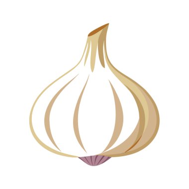 Sarımsak vektör resimleme