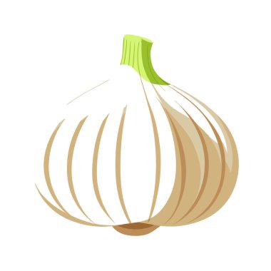 soğan sebze vektör çizim