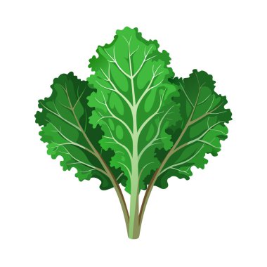 İzole edilmiş beyaz arka planda taze yeşil marul yaprakları