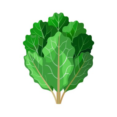 Yeşil lahana ikonu. Web için lahana vektörü simgesinin karikatür çizimi