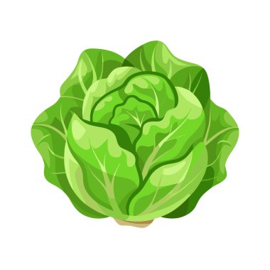 lahana vektör çizim