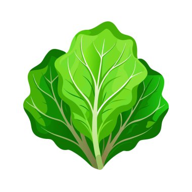 Beyaz arkaplanda yeşil lahana vektörü