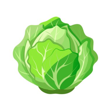 Beyaz arka planda izole edilmiş taze yeşil lahana sebzesi. Vektör çizimi. Düz stil. yiyecek tasarımı web, afiş, baskı, poster.