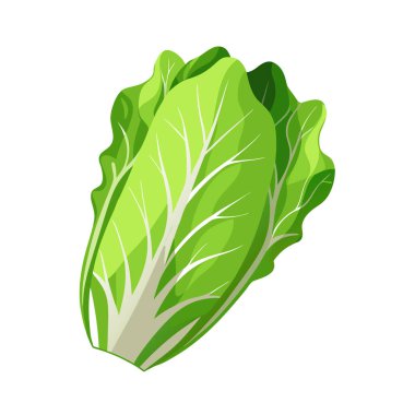 Taze Yeşil Lahananın Vektör İllüstrasyonu