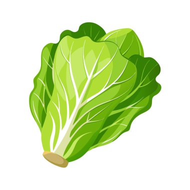 Beyaz arka planda taze marul yaprakları