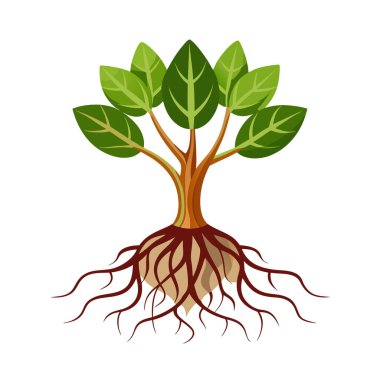 Yapraklı ağaç kökleri