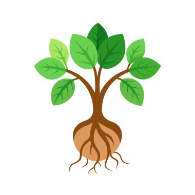 Kökleri ve yaprakları olan ağaç