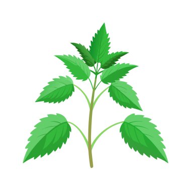 Beyaz arkaplan vektör illüstrasyonunda taze nane yaprakları