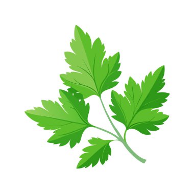 Beyaz maydanoz yaprağı