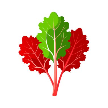 taze marul izole edilmiş ikon vektör illüstrasyon tasarımı bırakır