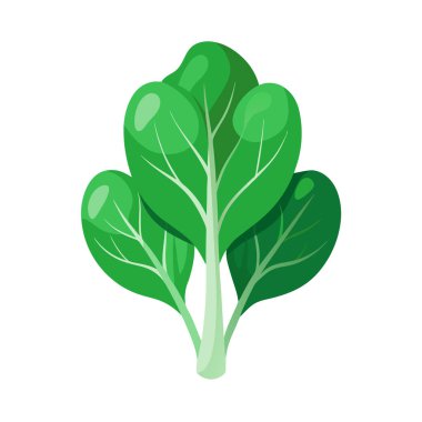 taze organik brokoli sebzesi