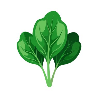 Taze marul sebze simge vektör çizim grafik tasarım