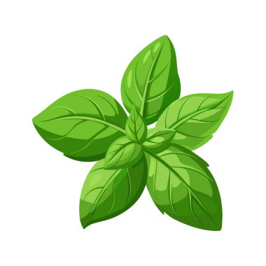 Taze fesleğen yaprakları beyaz arkaplan vektör illüstrasyonunda izole.