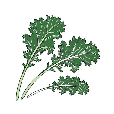 Beyaz arka planda izole edilmiş taze maydanoz