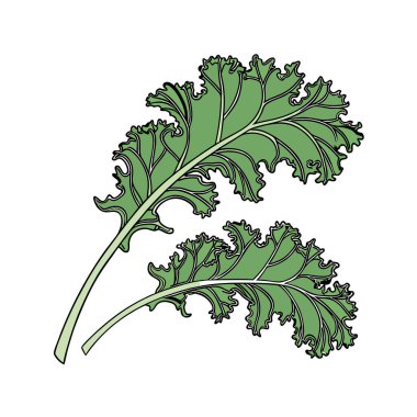 lahana sebze ikonu. Web için lahana vektör simgesinin özet çizimi