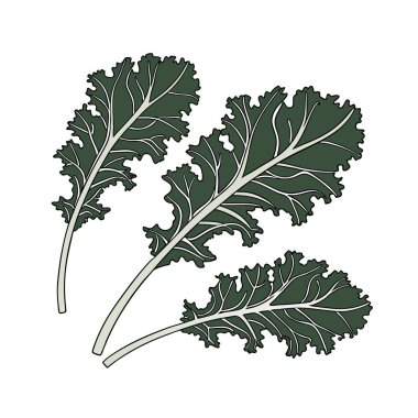 lahana vektör çizim