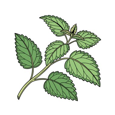 Nane yaprağının vektör çizimi.