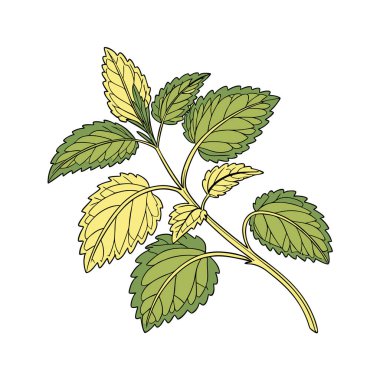 Yaprak ve yaprak simgesi olan dal