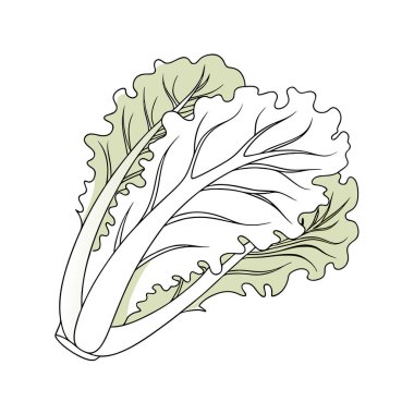 Beyaz arka planda izole edilmiş çizgi film tarzında marul ikonu. sağlıklı sembollü hisse senedi çizimi.