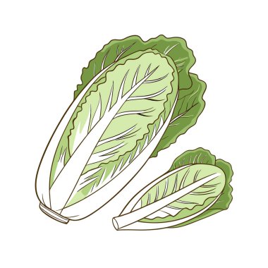 marul yaprakları ve salata yaprağı