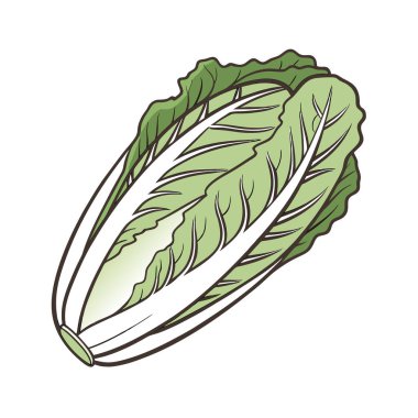 Taze marul sebze vektör çizimi bırakır