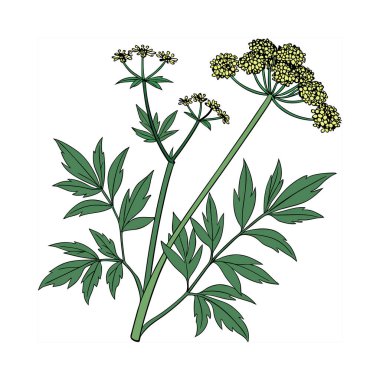 Bir bitkinin vektör illüstrasyonu