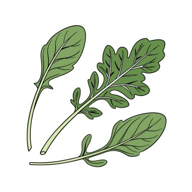 El çizimi yeşil yapraklar. Beyaz arka planda izole edilmiş. karalama biçimi vektör illüstrasyonu.