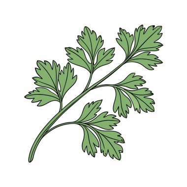 Yeşil maydanozun vektör çizimi. Maydanoz.