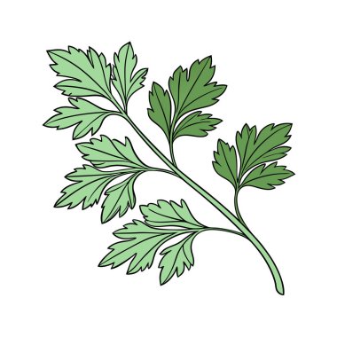 Maydanoz vektör illüstrasyonunu bırakır