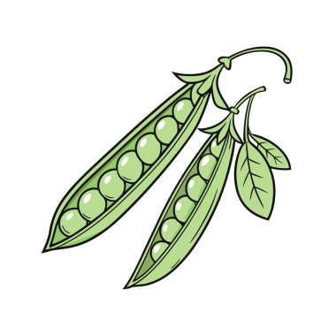 Beyaz arkaplanda yeşil bezelyelerin vektör çizimi