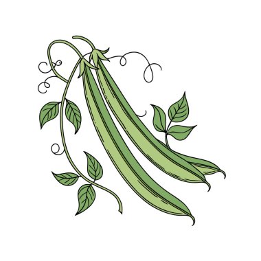 Yeşil bezelyelerin el çizimi vektör çizimi